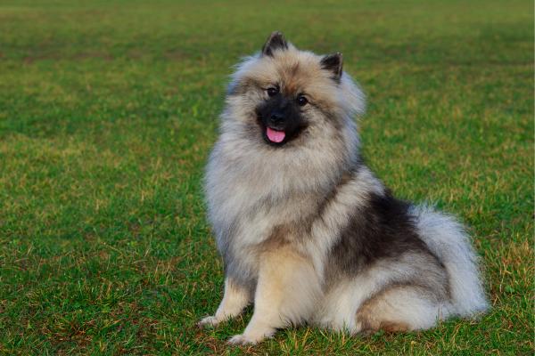 Perros que parecen leones: descubre estas razas peludas y con melena - Keeshond