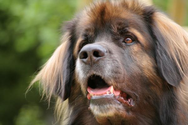 Perros que parecen leones: descubre estas razas peludas y con melena - Leonberger