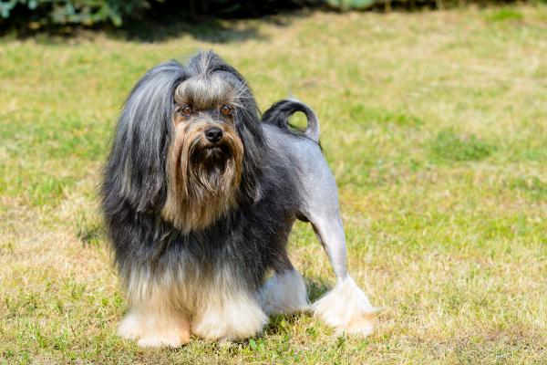 Perros que parecen leones: descubre estas razas peludas y con melena - Löwchen o pequeño perro león