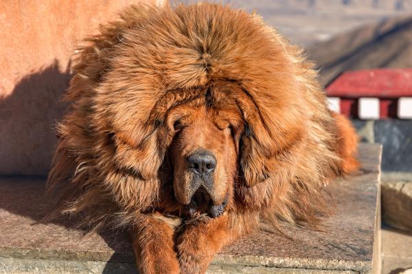 Perros que parecen leones: descubre estas razas peludas y con melena - Mastín tibetano