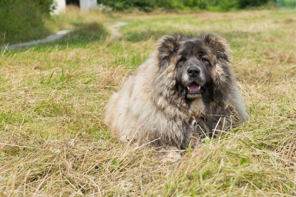 Perros que parecen leones: descubre estas razas peludas y con melena - Pastor del Cáucaso