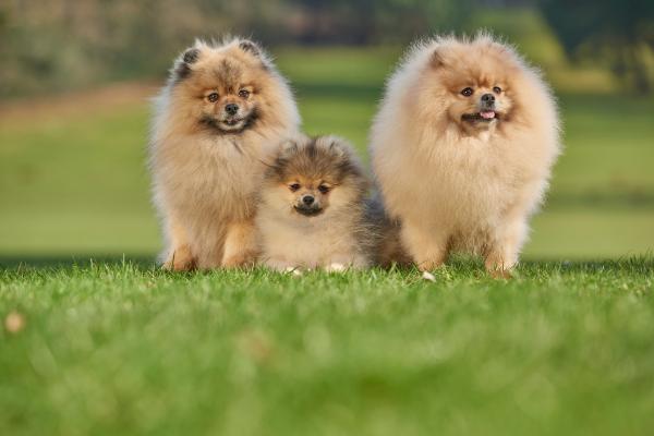 Perros que parecen leones: descubre estas razas peludas y con melena - Pomerania