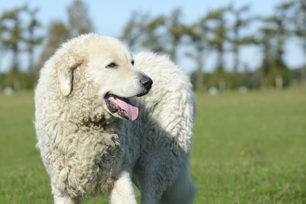 Por qué los perros toman tanto el sol