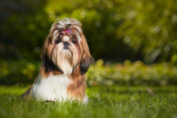Perros que parecen leones: descubre estas razas peludas y con melena - Shih tzu