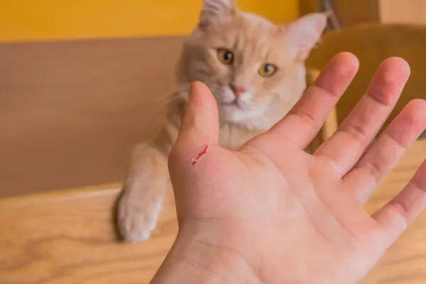 son peligrosos los arañazos de gato para los perros
