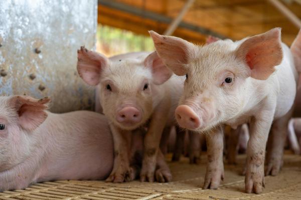 ¿Qué pasa si comes carne de cerdo con peste porcina africana? Descubre si hay riesgos - ¿Es seguro comer carne de cerdo con peste porcina africana?