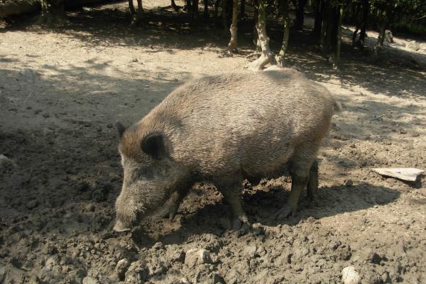 ¿Qué pasa si comes carne de cerdo con peste porcina africana? Descubre si hay riesgos - ¿Qué es la peste porcina africana y cómo afecta a los cerdos?