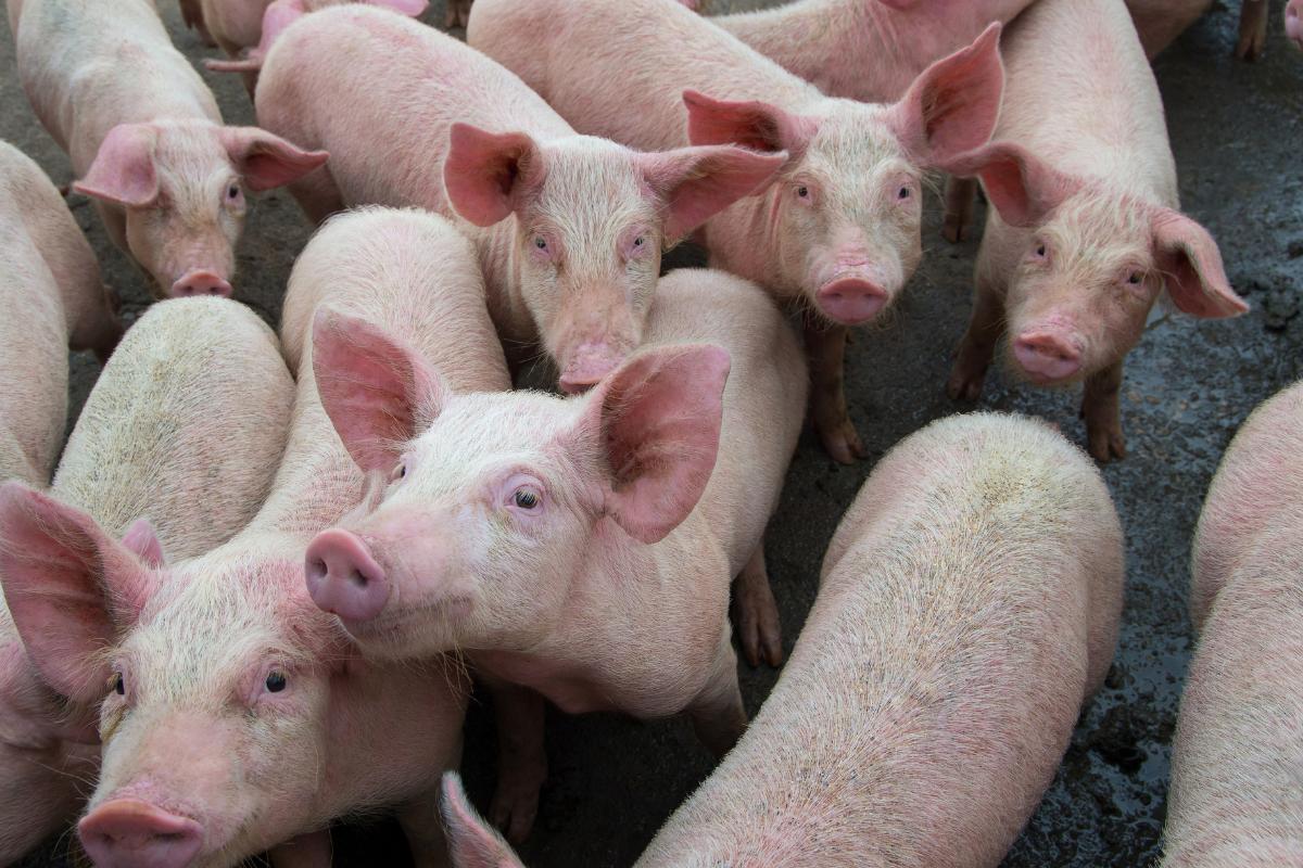 ¿Qué pasa si comes carne de cerdo con peste porcina africana? Descubre si hay riesgos