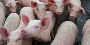 ¿Qué pasa si comes carne de cerdo con peste porcina africana? Descubre si hay riesgos