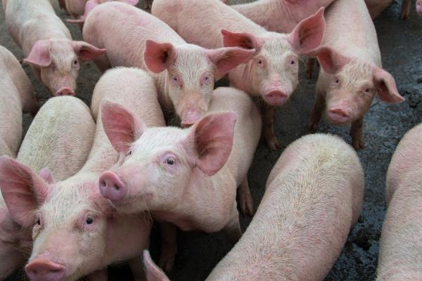 ¿Qué pasa si comes carne de cerdo con peste porcina africana? Descubre si hay riesgos