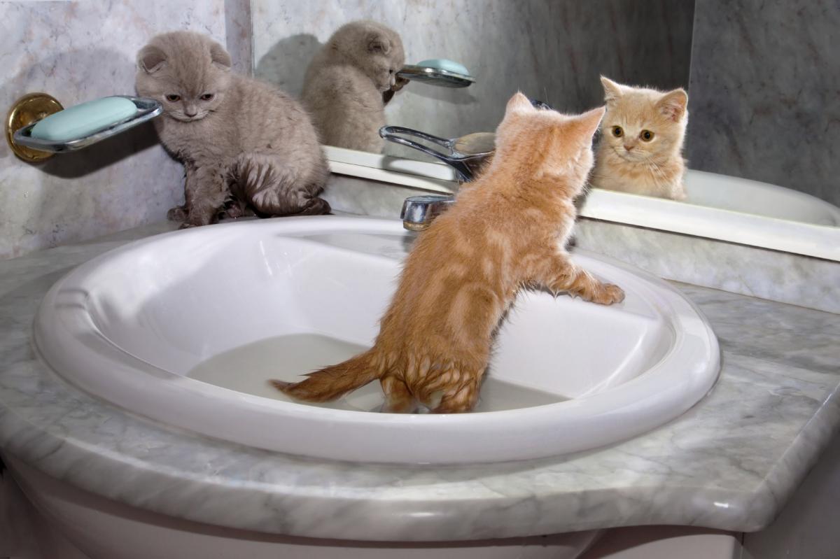 Cuándo empezar a bañar a un gato - aquí tienes la respuesta