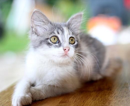 Qué debe comer un gato con diarrea