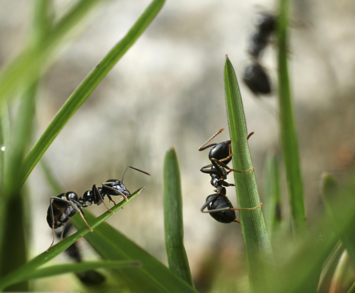 Cómo hacer que las hormigas no suban a los árboles