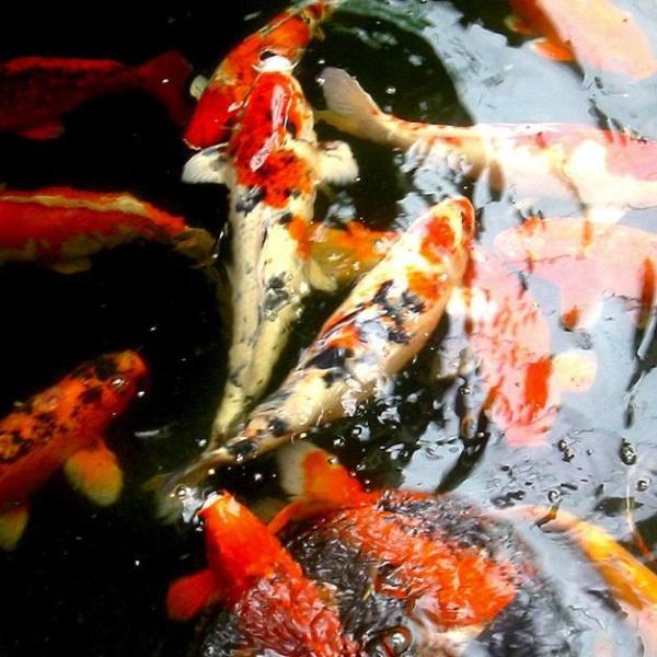 Cómo hacer una criadero de peces