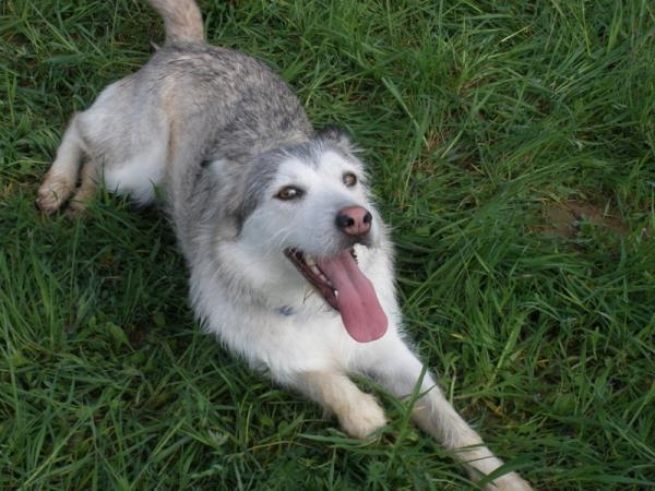 Cómo saber si mi perra tiene una infección de orina