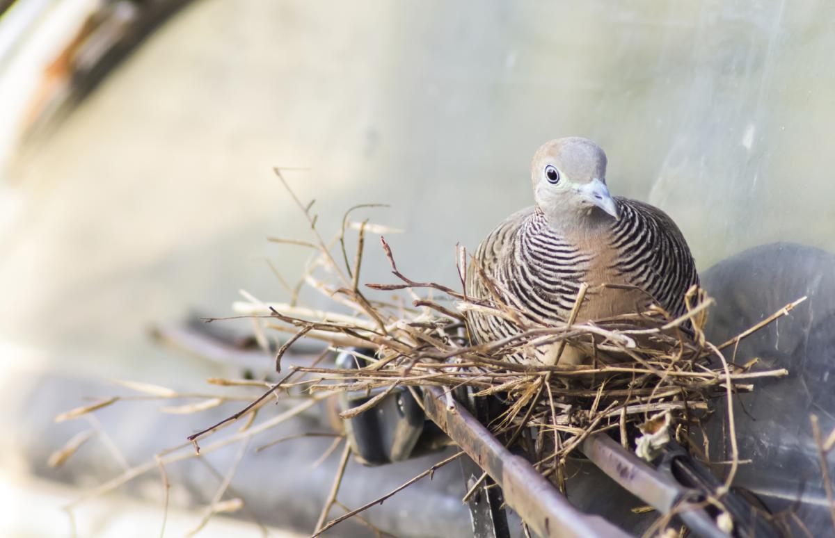 Qué enfermedades transmiten las palomas a los humanos
