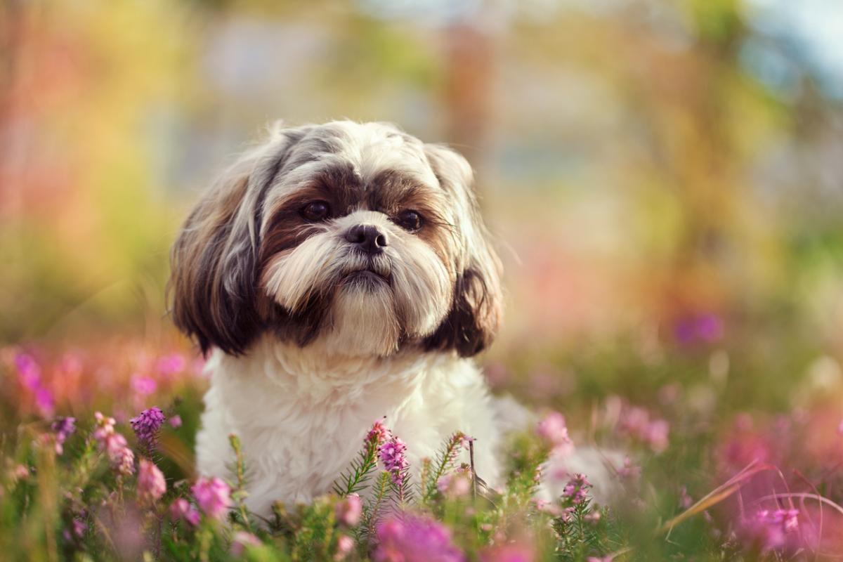 Cómo es el temperamento del Shih Tzu