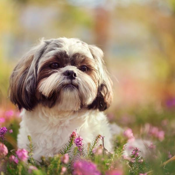 son shih tzu ruidosos