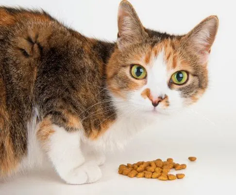 Cuánto debe comer mi gato - 8 pasos Cuánto debe comer mi gato - 8 pasos