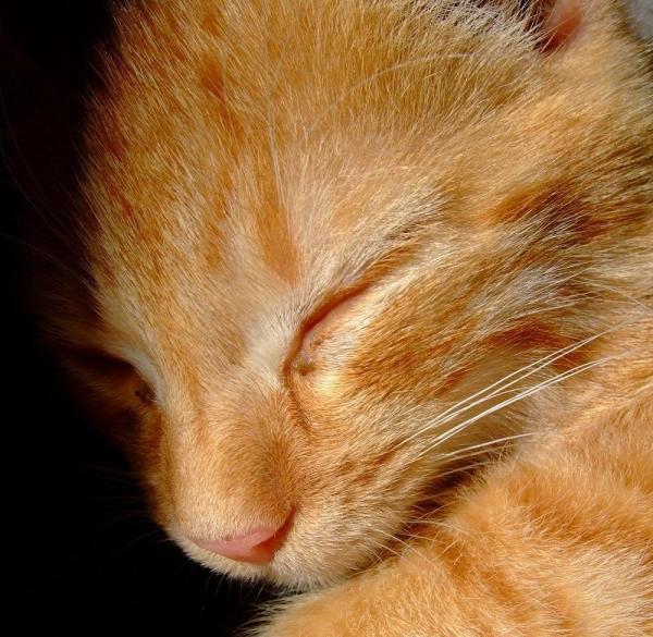 Cómo cuidar a mi gata embarazada