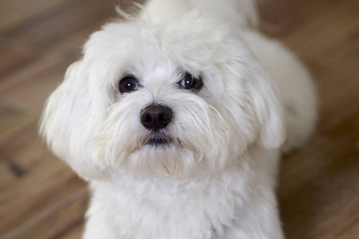 Cómo es el temperamento del bichón maltés