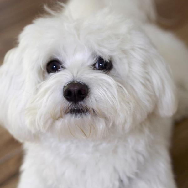 los perros malteses apestan