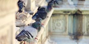 Cómo ahuyentar palomas
