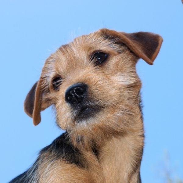 es llevar un buen nombre de perro