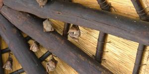 Cómo espantar murciélagos del techo