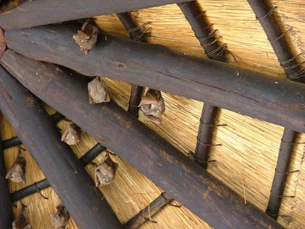 Cómo espantar murciélagos del techo