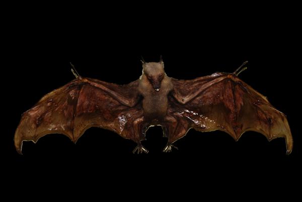 Cómo espantar murciélagos del techo - Fibra de vidrio