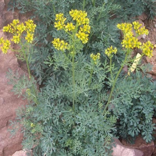 Que Es La Planta Ruda En Ingles Cómo Plantar Ruda Sin Raíz: