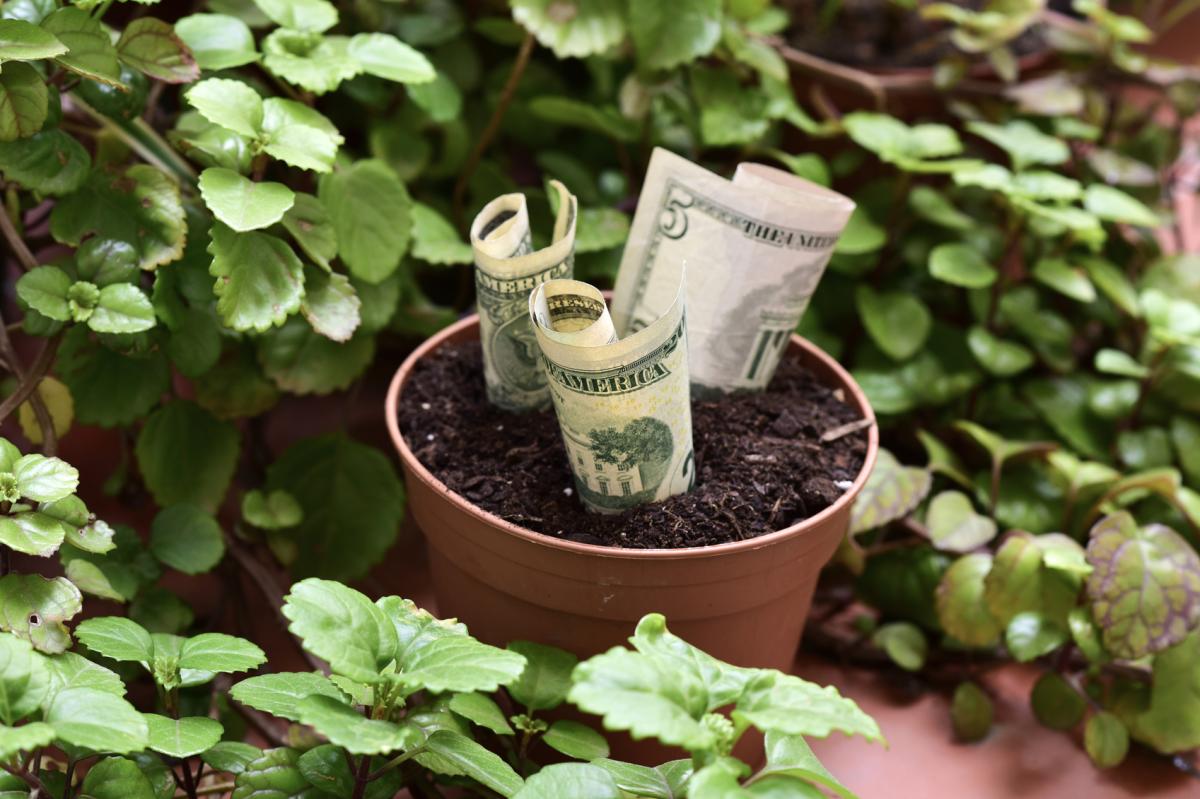 Plantas para atraer dinero
