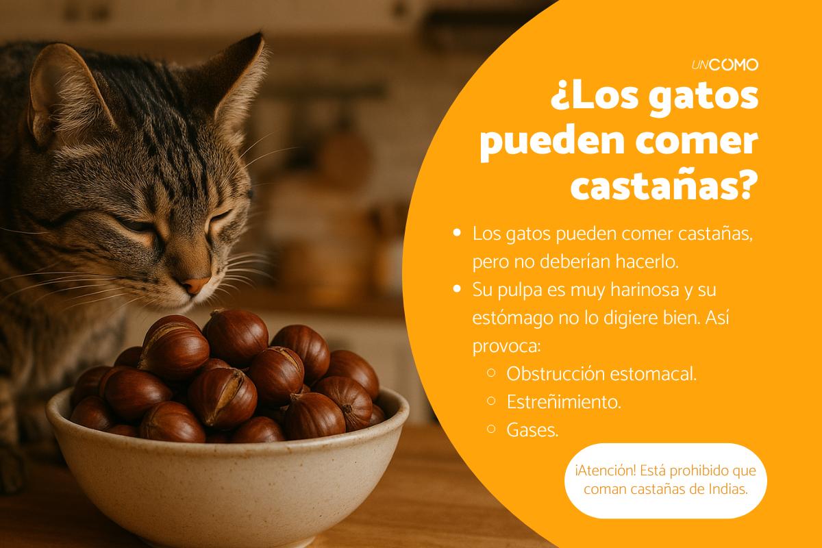 ¿Los gatos pueden comer castañas? Descubre si puedes darles este alimento otoñal