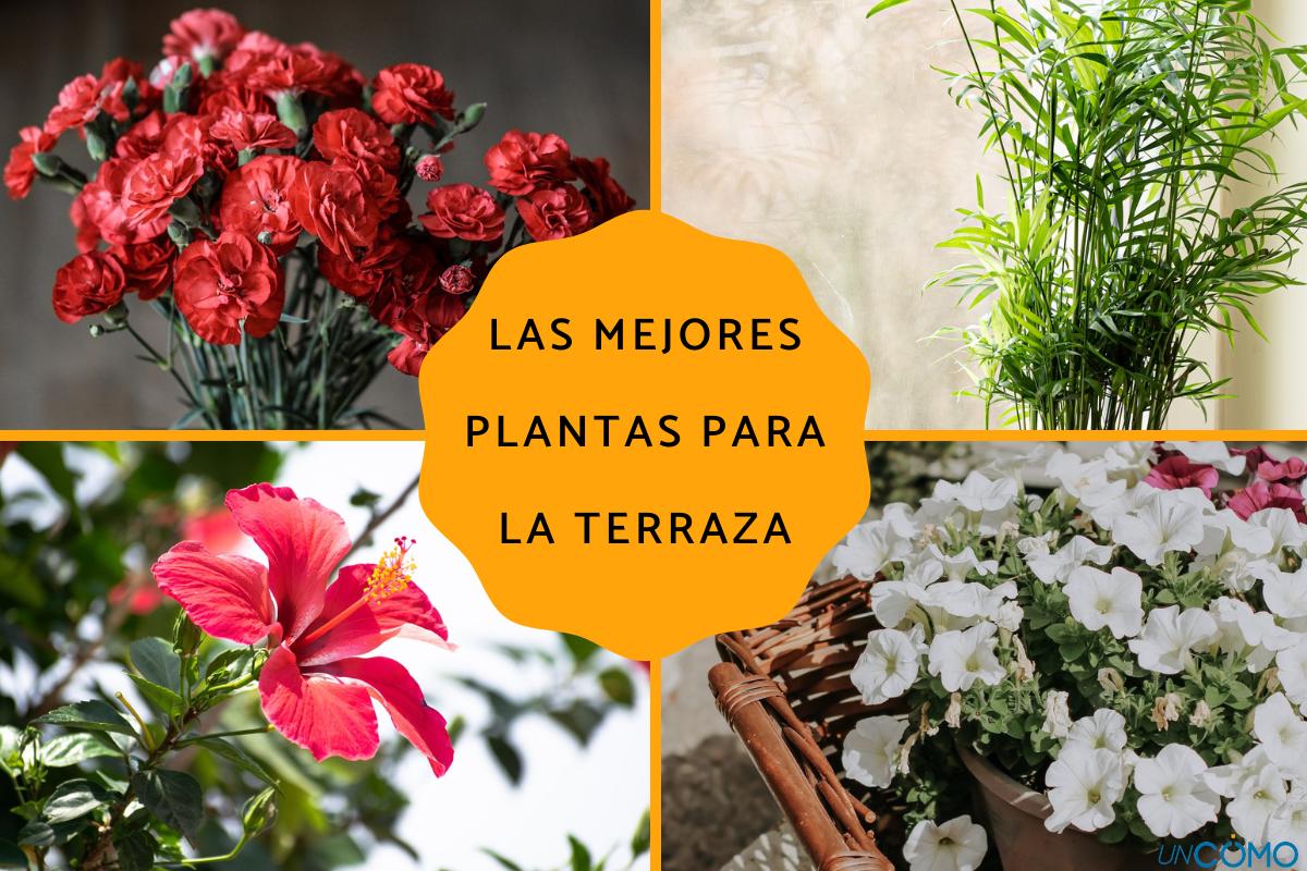 Las mejores plantas para la terraza