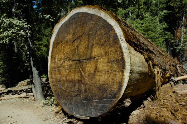 Cuáles son los árboles más viejos de la tierra - Cómo verificar la edad de un árbol