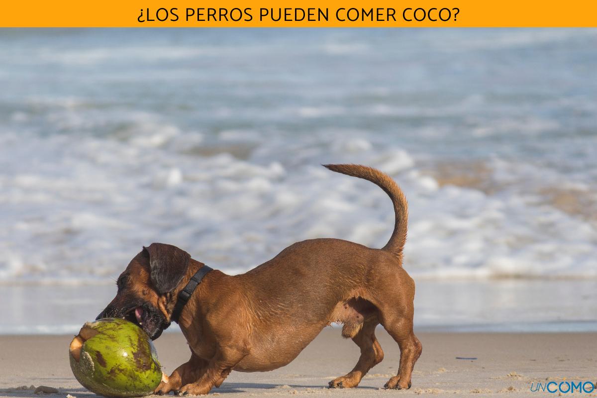 ¿Los perros pueden comer coco?