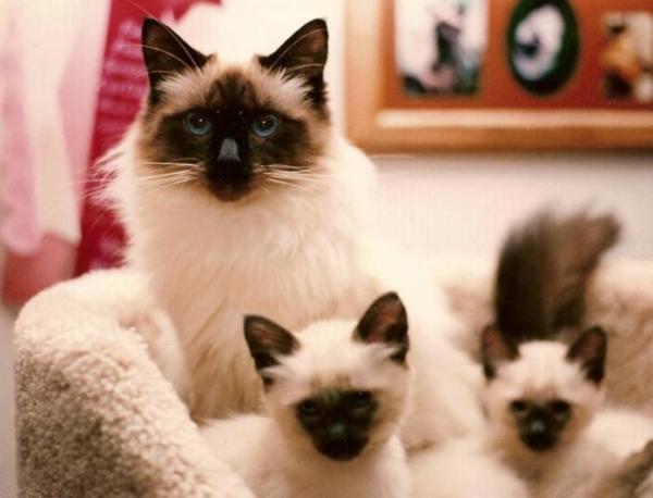 Razas de gatos más populares