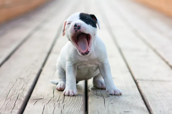 se le caen los dientes a los pugs