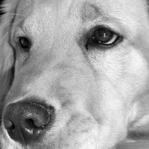 cómo puedo saber si mi perro tiene ácaros del oído
