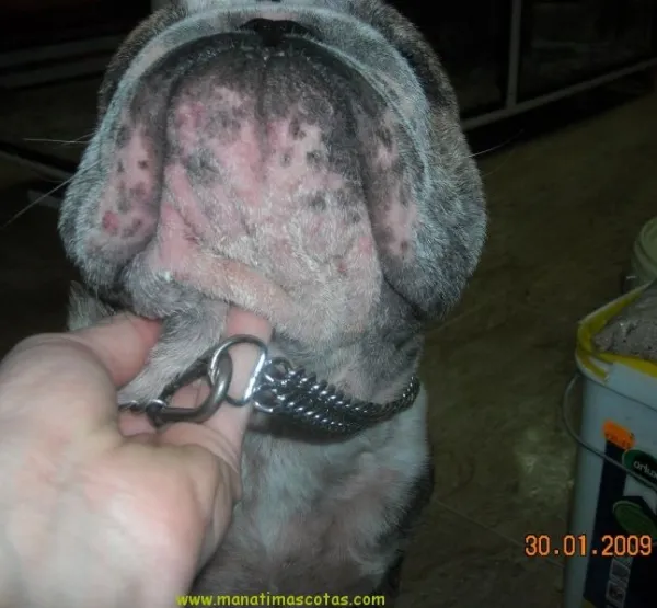 como saber si mi perro tiene sarna