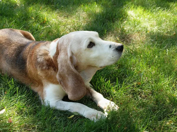 como saber si mi perro tiene sarna