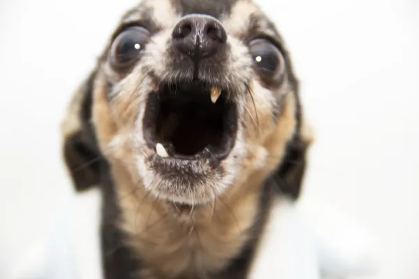 se caen los molares de los cachorros