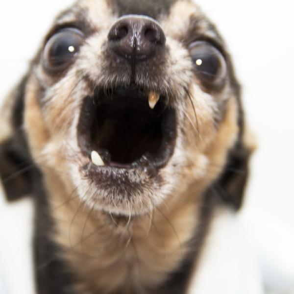que pasa cuando un perro no tiene dientes