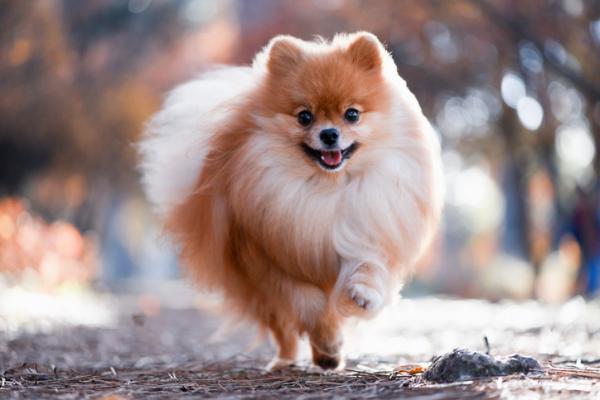 Pomerania oso de peluche precio clearance