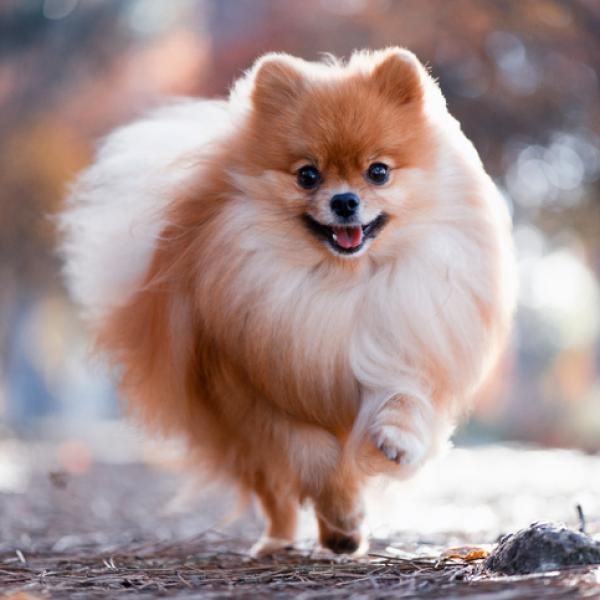 raza de perro con aspecto de oso de peluche