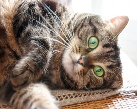 Cómo cuidar los dientes de un gato