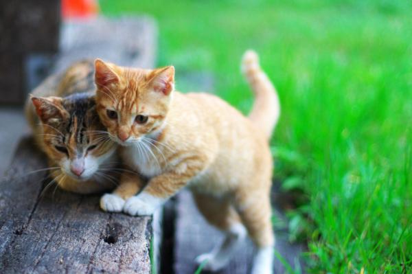 Qué hacer si me encuentro un gato