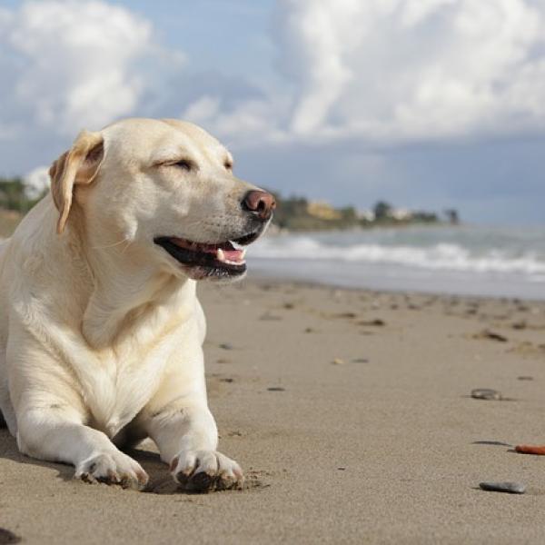 de que color era el labrador retriever original