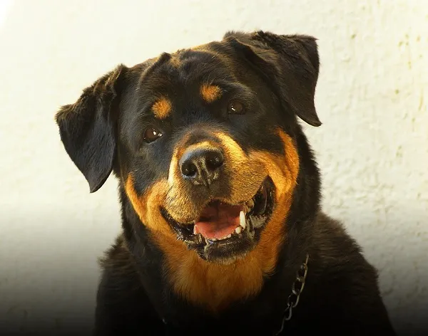 rottweiler americano vs rottweiler aleman